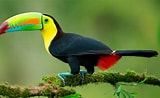 Tamaño de Resultado de imágenes de 10 especies de aves.: 160 x 98. Fuente: viamexico.mx