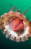 Afbeeldingsresultaten voor Helmet Jellyfish. Grootte: 64 x 99. Bron: www.pinterest.com