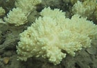 Image result for Sinularia. Size: 140 x 99. Source: eormarianas.org