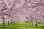 Cherry Blossom ਲਈ ਪ੍ਰਤੀਬਿੰਬ ਨਤੀਜਾ. ਆਕਾਰ: 149 x 99. ਸਰੋਤ: www.countryliving.com