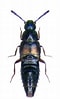 Image result for "acanthometra Fusca". Size: 60 x 99. Source: www.pinterest.com