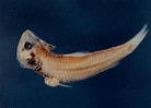 Image result for "neoscopelus Microchir". Size: 138 x 99. Source: catalog.digitalarchives.tw