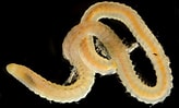 Image result for "lumbrineris Gracilis". Size: 164 x 99. Source: www.naturalista.mx