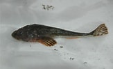 Image result for Fourhorn Sculpin. Size: 163 x 99. Source: www.inaturalist.org