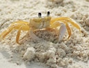 Image result for White Ghost Crab. Size: 130 x 99. Source: tipsforfamilytrips.com