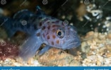 Image result for Leopard-spotted goby. Size: 157 x 99. Source: www.dreamstime.com