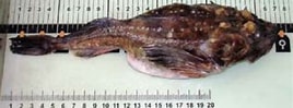 Image result for Fourhorn Sculpin. Size: 268 x 99. Source: www.researchgate.net