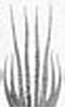 Afbeeldingsresultaten voor Ocythoe tuberculata Stam. Grootte: 31 x 99. Bron: tolweb.org