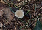 Image result for Botercollybia. Size: 137 x 99. Source: oirschotseheide.nl