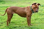 Image result for Amerikansk pitbullterrier. Size: 147 x 99. Source: www.molos.ch