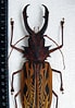 Afbeeldingsresultaten voor "pleistacantha Cervicornis". Grootte: 69 x 99. Bron: www.pinterest.com