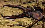 Afbeeldingsresultaten voor "pleistacantha Cervicornis". Grootte: 157 x 99. Bron: www.sciencephoto.com