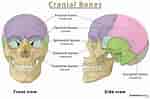 Image result for "craniella Cranium". Size: 150 x 99. Source: www.theskeletalsystem.net