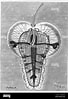 Image result for "pterosoma Planum". Size: 68 x 99. Source: www.alamyimages.fr