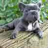 Image result for Fransk bulldog. Size: 98 x 99. Source: luxuryfrenchbulldogsonline.com