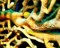 Image result for Fire corals. Size: 125 x 99. Source: www.thoughtco.com