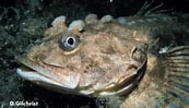 Image result for Fourhorn Sculpin. Size: 173 x 99. Source: alchetron.com