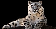 Résultat d’image pour Snow Leopard in Mountains. Taille: 189 x 99. Source: unianimal.com