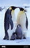 Image result for Arctapodema Antarctica familie. Size: 62 x 99. Source: www.alamy.com
