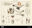 Image result for "pterosoma Planum". Size: 115 x 99. Source: www.alamy.com