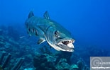 Afbeeldingsresultaten voor "sphyraena Barracuda". Grootte: 155 x 99. Bron: www.robertharding.com
