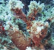 Image result for "ircinia Variabilis". Size: 107 x 99. Source: pictolife.net