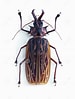 Afbeeldingsresultaten voor "pleistacantha Cervicornis". Grootte: 75 x 99. Bron: www.dreamstime.com