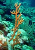 Image result for Fire corals. Size: 70 x 99. Source: www.inaturalist.org