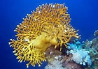 Image result for Fire corals. Size: 140 x 99. Source: thomasmarine.blogspot.com