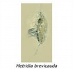 Image result for "metridia Brevicauda". Size: 105 x 99. Source: www.intranet.biologia.ufrj.br