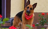 Bilderesultat for Schäferhund. Størrelse: 162 x 99. Kilde: www.fotocommunity.de