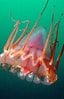 Afbeeldingsresultaten voor Helmet Jellyfish. Grootte: 64 x 99. Bron: www.seawater.no