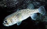 Image result for "diodon Hystrix". Size: 159 x 99. Source: fishesofaustralia.net.au
