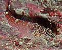 Image result for "tripterygion Melanurus". Size: 121 x 99. Source: biodiversitycyprus.blogspot.com