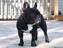Image result for Fransk bulldog. Size: 130 x 99. Source: animalsbreeds.com