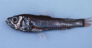 Image result for "neoscopelus Microchir". Size: 190 x 99. Source: www.fishbiosystem.ru