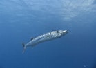 Afbeeldingsresultaten voor "sphyraena Barracuda". Grootte: 139 x 99. Bron: www.divetheocean.net