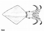 Image result for Thysanoteuthis rhombus Klasse. Size: 142 x 99. Source: www.sealifebase.ca