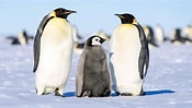 Image result for Arctapodema Antarctica familie. Size: 175 x 99. Source: www.youtube.com