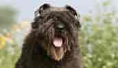 Image result for Bouvier des Flandres Paris. Size: 172 x 99. Source: www.woopets.fr