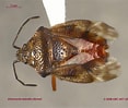 Image result for "acanthometra Fusca". Size: 117 x 99. Source: www.zoology.ubc.ca