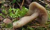 Image result for Botercollybia. Size: 164 x 99. Source: www.loegiesen.nl