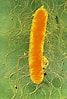 Image result for "nectonemertes Mirabilis". Size: 67 x 99. Source: www.sciencephoto.com
