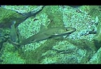 Image result for "mustelus Manazo". Size: 144 x 99. Source: www.youtube.com