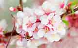 Cherry Blossom ਲਈ ਪ੍ਰਤੀਬਿੰਬ ਨਤੀਜਾ. ਆਕਾਰ: 160 x 99. ਸਰੋਤ: www.pixelstalk.net