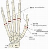 MCP関節 に対する画像結果.サイズ: 97 x 99。ソース: visual-anatomy-data.net