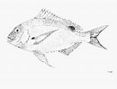 Image result for "dentex Canariensis". Size: 130 x 99. Source: www.fishbase.se