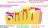 dental pulp stem cell markers ಗಾಗಿ ಇಮೇಜ್ ಫಲಿತಾಂಶ. ಗಾತ್ರ: 167 x 99. ಮೂಲ: stemcellsjournals.onlinelibrary.wiley.com