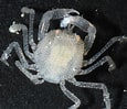 Image result for "hapalocarcinus Marsupialis". Size: 115 x 99. Source: www.pinterest.com