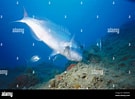 Image result for "dentex Canariensis". Size: 135 x 99. Source: www.alamy.com